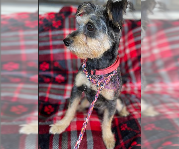 Medium Photo #6 Mutt Puppy For Sale in Cranston, RI, USA