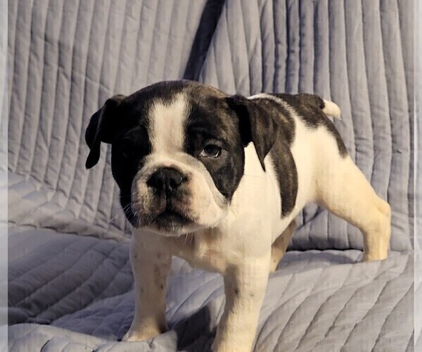 Full screen Photo #1 American Bully Puppy For Sale in VIRGINIA BEACH, VA, USA