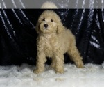 Small #1 Goldendoodle (Miniature)
