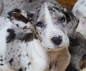 Great Dane Puppy for Sale in SAN ANTONIO, Texas USA