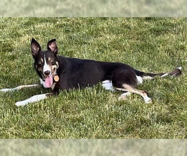 Medium Photo #31 Border Collie Puppy For Sale in Highland, IL, USA