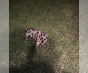 French Bulldog Puppy for sale in RIVERSIDE, CA, USA