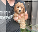 Small Goldendoodle (Miniature)