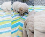 Small #27 Labrador Retriever