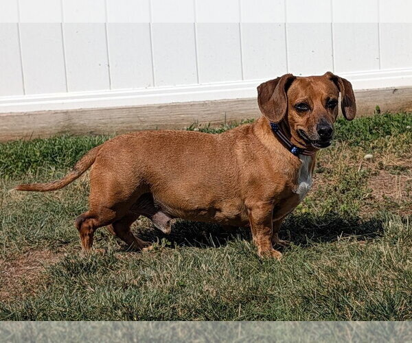 Medium Photo #9 Dachshund Puppy For Sale in Shelbyville, TN, USA