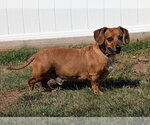 Small #8 Dachshund