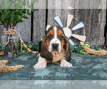 Small Photo #33 Basset Hound Puppy For Sale in FRESNO, OH, USA
