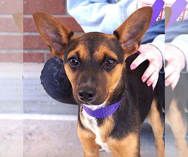 Medium Photo #2 Chipin Puppy For Sale in Carrollton, TX, USA