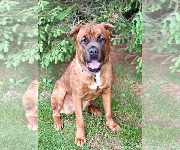 Medium Photo #2 Mastiff-Unknown Mix Puppy For Sale in Spring Lake, NJ, USA