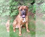 Small #1 Mastiff Mix