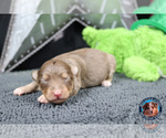 Small Photo #35 Miniature Australian Shepherd Puppy For Sale in GRANBURY, TX, USA