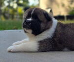 Small Photo #38 Akita Puppy For Sale in STRAFFORD, MO, USA