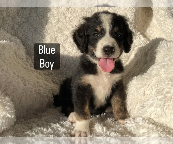 Medium Photo #3 Bernedoodle Puppy For Sale in LEWISBURG, TN, USA