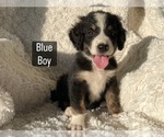 Small #2 Bernedoodle