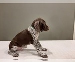 Small #1 German Shorthaired Pointer