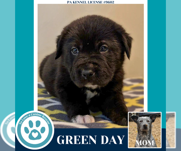 Medium Photo #3 Mutt Puppy For Sale in Kimberton, PA, USA