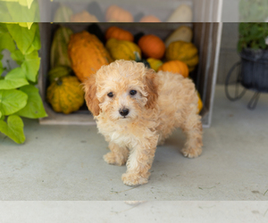 Medium Poodle (Miniature)