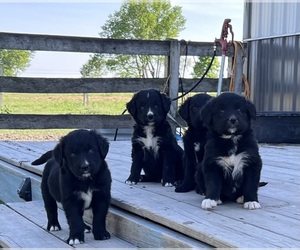 Bernese Mountain Dog Puppy for sale in CONVERSE, IN, USA