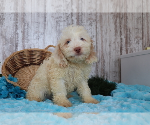 Medium Photo #1 Cocker Spaniel-Poodle (Miniature) Mix Puppy For Sale in SHILOH, OH, USA