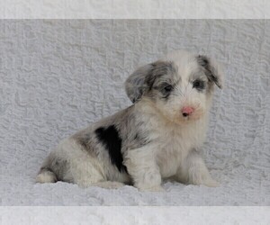 Old English Sheepdog-Poodle (Miniature) Mix Puppy for sale in FREDERICKSBG, OH, USA
