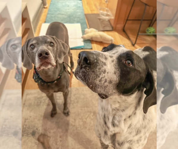 Medium Photo #8 Pointer-Unknown Mix Puppy For Sale in Brooklyn, NY, USA