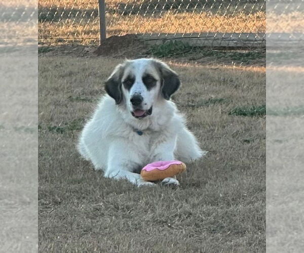 Medium Photo #2 Great Pyrenees Puppy For Sale in Dallas, TX, USA