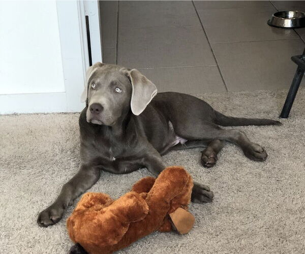 Medium Photo #2 Labrador Retriever-Unknown Mix Puppy For Sale in Candler, NC, USA
