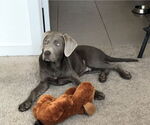Small #1 Labrador Retriever Mix