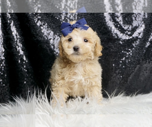 Medium Photo #60 Maltipoo Puppy For Sale in WARSAW, IN, USA