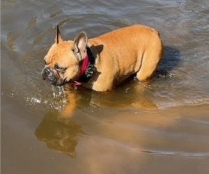 Mother of the French Bulldog puppies born on 10/15/2025