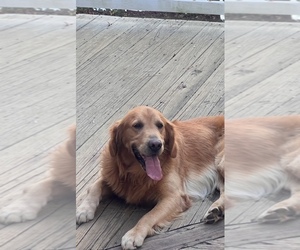 Father of the Golden Retriever puppies born on 01/29/2025