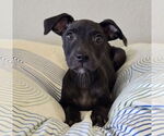 Small #3 American Pit Bull Terrier-Labrador Retriever Mix