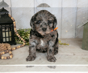 Medium Miniature Labradoodle
