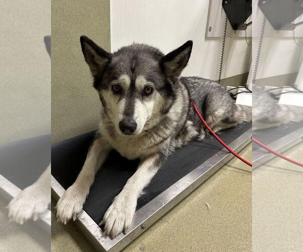 Medium Photo #3 Siberian Husky Puppy For Sale in Petaluma, CA, USA