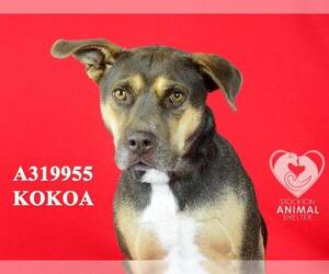 Mutt Dogs for adoption in Stockton, CA, USA