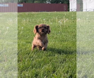Cavalier King Charles Spaniel Puppy for sale in SEMPRONIUS, NY, USA