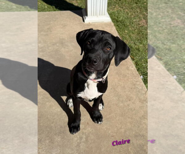 Medium Photo #1 Labrador Retriever-Unknown Mix Puppy For Sale in Oakhurst, NJ, USA