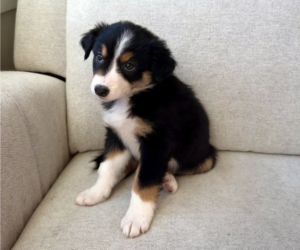 Medium Photo #1 Australian Shepherd Puppy For Sale in WAREHAM, MA, USA