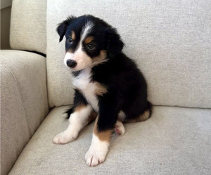 Medium Australian Shepherd