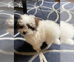 Morkie Puppy for sale in CONWAY, AR, USA