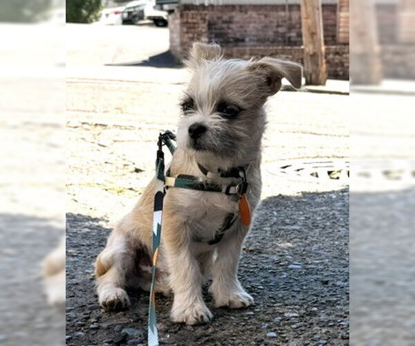 Medium Photo #3 Mutt Puppy For Sale in Bellevue, WA, USA