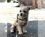 Small #2 Mutt
