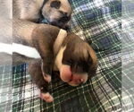 Small #5 Mutt