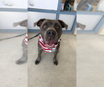 Small #8 Labrador Retriever Mix