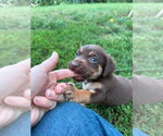 Small #1 Mutt