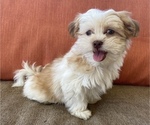 Puppy 1 Mal-Shi-Shih Tzu Mix