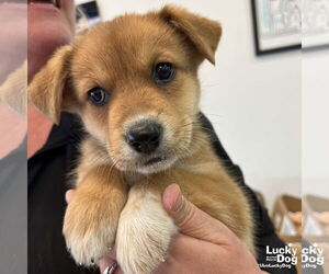Labrador Retriever-Unknown Mix Dogs for adoption in Washington, DC, USA