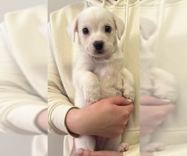 Medium Photo #3 Boxador Puppy For Sale in Lakewood, CO, USA