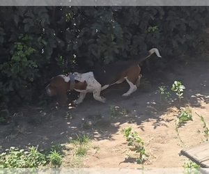 Father of the Basset Hound puppies born on 10/16/2025