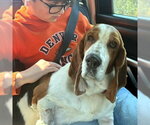 Small Photo #3 Basset Hound Puppy For Sale in Deepwater, NJ, USA